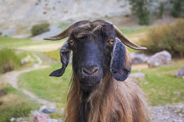 Портрет гірського козла в горах Памір. — стокове фото