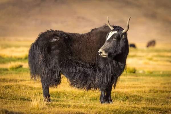 Pamir Dağları 'ndaki çayırlarda vahşi bir öküz.
