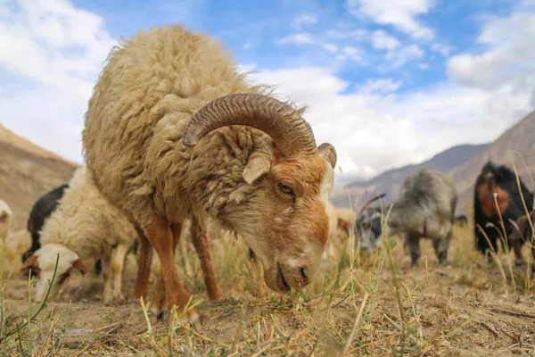 Портрет гірського козла в горах Памір. — стокове фото