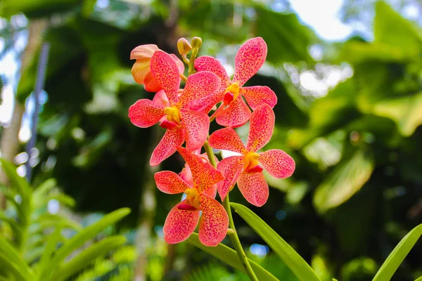 Heldere Orchidee Aziatische Tuin — Stockfoto