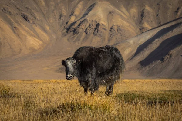 Pamir Dağları 'ndaki çayırlarda vahşi bir öküz.