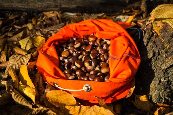 Full rucksack of ripe chestnuts — Stock Photo, Image