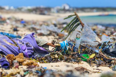 Plajdaki plastik çöplerin arasında yaşayan yeşil bitkiler. Asya kıtasının kıyılarında ekolojik bir felaket. Kıyı plastiği enkazı dağları