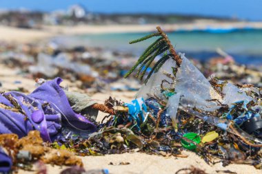Plajdaki plastik çöplerin arasında yaşayan yeşil bitkiler. Asya kıtasının kıyılarında ekolojik bir felaket. Kıyı plastiği enkazı dağları
