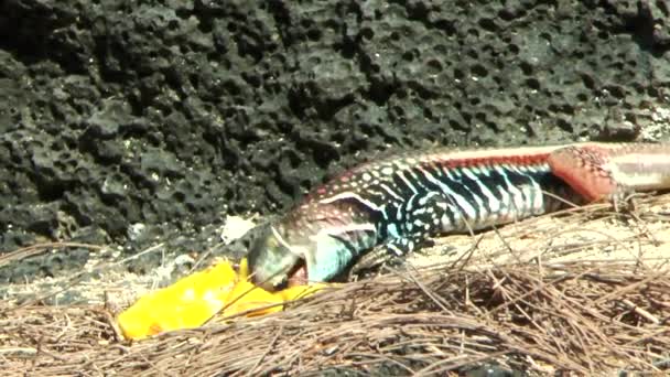 白丽花是一种聪明的野生蜥蜴 吃成熟的芒果 色彩艳丽的多色爬行动物 — 图库视频影像