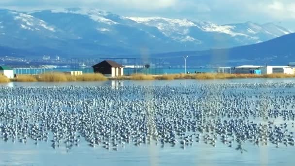Gran Número Gaviotas Lago Congelado Novorossiysk Contra Telón Fondo Una — Vídeo de stock