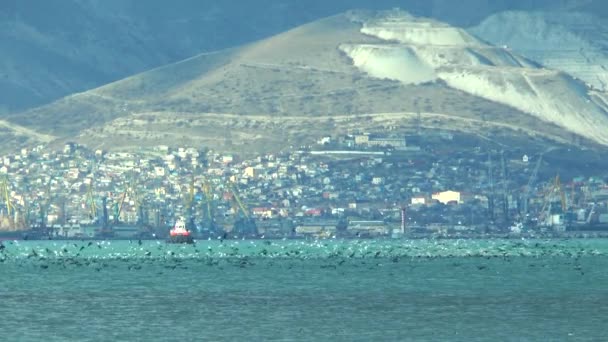 Um grande número de gaivotas na baía do porto de Novorossiysk comendo anchova — Vídeo de Stock