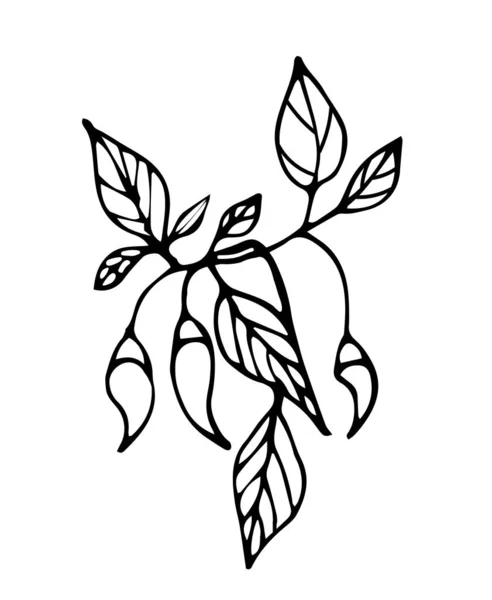 Ручные ветви перца чили с листьями для украшения зимой и осенью. Красный перец. Дудл-векторная иллюстрация. Изолированный на белом фоне . — стоковый вектор