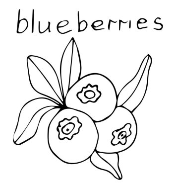 Güzel bir arka planda Blueberies simgeleri. Tasarımın için elementler. El çizimi vektör illüstrasyonu.