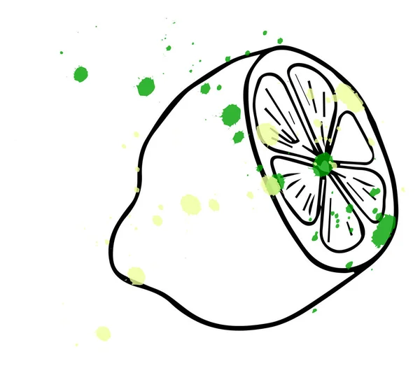 Ilustración vectorial de frutos. Media cal con hojas, elementos decorativos aislados sobre fondo blanco . — Vector de stock