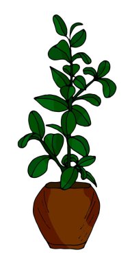 Ot bitkisi Ficus, Roy. Beyaz arkaplanda el çizimi illüstrasyon.