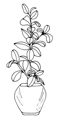 Ot bitkisi Ficus Roy. El yapımı illüstrasyon izole edildi