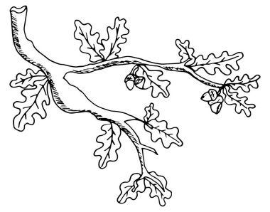 Doğa elementleri vektörü karalama biçiminde ayarlandı. Çiçek, süs, dekoratif, kabile, orman tasarım elementleri.