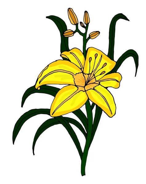 Желтая лилия цветок бутон или цветок векторный плоский значок — стоковый вектор