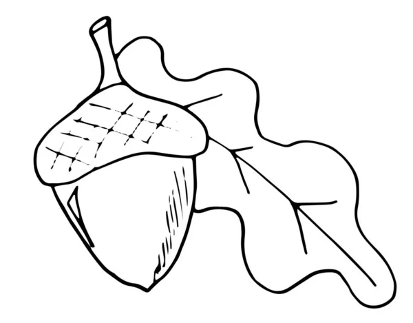Bolotas pretas e brancas com folhas em um fundo branco estilo doodle. Ilustração vetorial desenhada à mão para crachá —  Vetores de Stock
