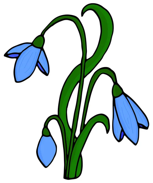 Χιόνι λουλούδι γραφικό πολύχρωμο και άνοιξη απομονωμένο σκίτσο. — Διανυσματικό Αρχείο