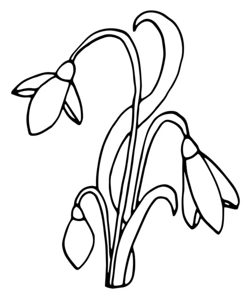 Snowdrop flower graphic black white isolated sketch. — 스톡 벡터