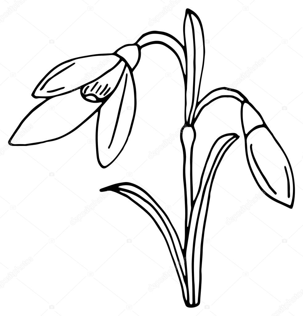 Snowdrop flower graphic black white isolated sketch.