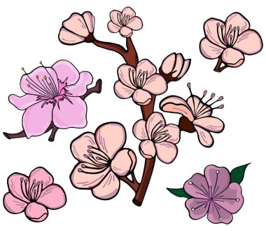 Çiçek açan elma, sakura, kiraz ve eriğin el çizimi botanik karalaması. Beyaz arkaplanda izole edilmiş renkli çiçek vektör çizimi.