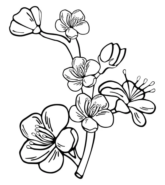 Ручной Рисунок Ботанических Каракулей Яблока Сакуры Вишни Сливы Цветочные Векторные — стоковый вектор