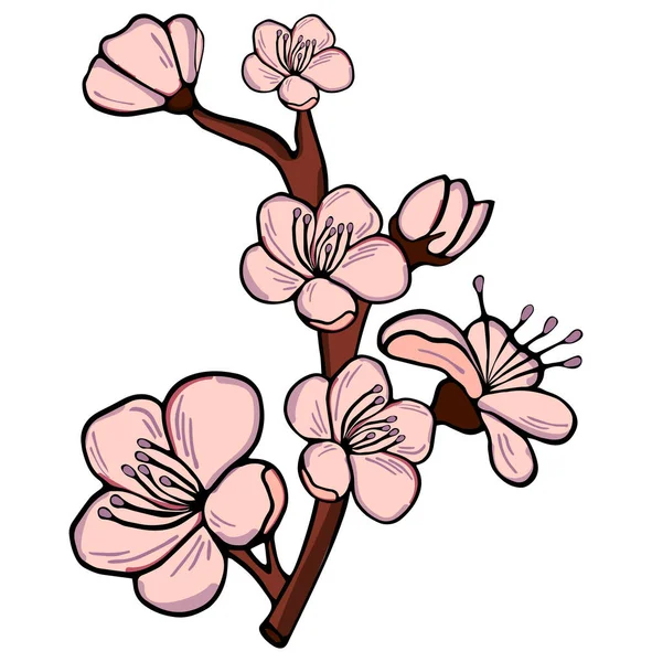 Handritade Körsbärskvistar Med Färgglada Blommor Sakura Växt Silhuett Vit Bakgrund — Stock vektor