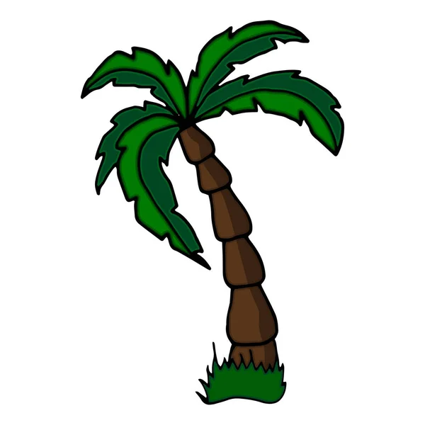 Palmera Palmeras Dibujadas Mano Vectoriales Boceto Ilustración Dibujada Mano — Vector de stock