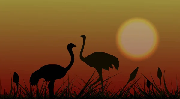 Silhueta Duas Aves Avestruzes Africanas Savana Grama Fundo Pôr Sol —  Vetores de Stock