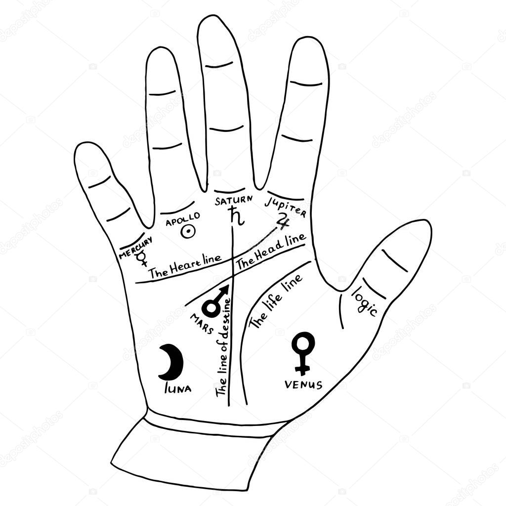 Hand for palmist, palm reading card. Vector hand-drawn illustration isolated on white background.