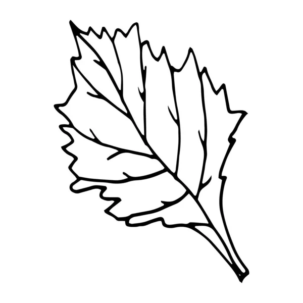 Güzel Yapraklar Çizimi Yaz Çizimi Rozet Logo Çıkartma Yazdırma Için — Stok Vektör