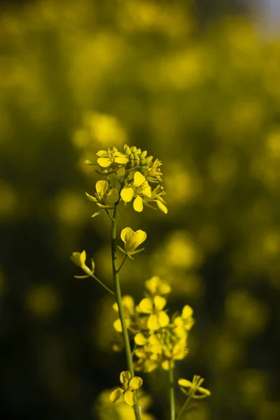 Beautiful yellow mustard flower — Stock Photo, Image