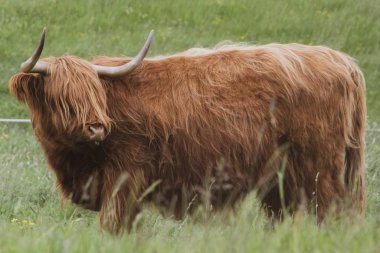 Highland İneği Bamburgh 'da bir tarlada