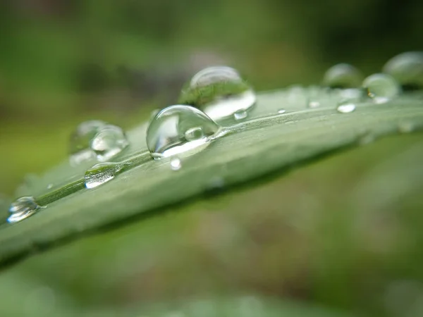 Makro av några regndroppar / vattendroppar på ett grönt gräsblad — Stockfoto