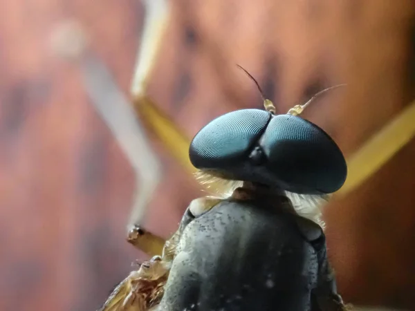 Macro d'un insecte mouche avec l'accent sur ses yeux — Photo