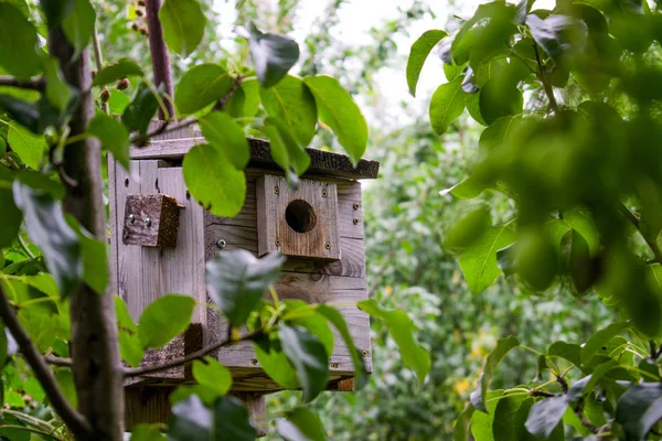 Doğanın ortasına yerleştirilmiş, bir kuşun gelmesini bekleyen ev yapımı bir kuş evi. — Stok fotoğraf