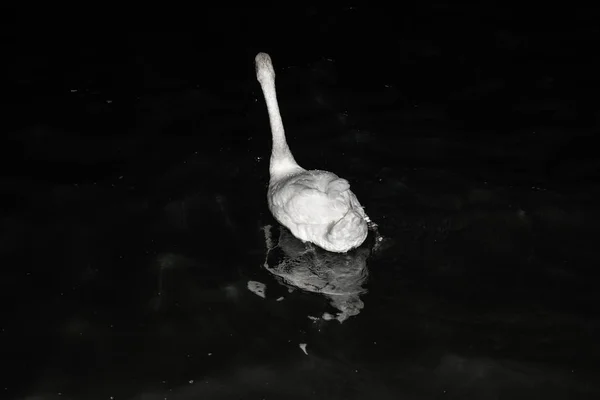 Cisne bonito flutuando na água à noite, fazendo uma reflexão equivocada — Fotografia de Stock