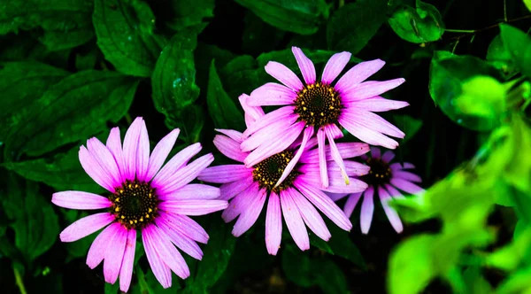 High contrast photo of echinacea flowers with a dark green background and some wet leafs. Medicinal herb / plant