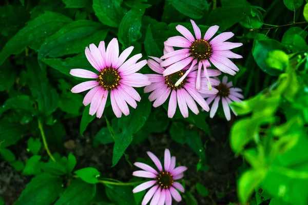 High contrast photo of echinacea flowers with a dark green background and some wet leafs. Medicinal herb / plant
