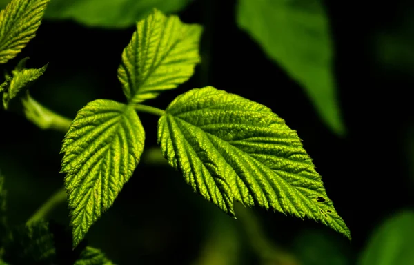 High contrast photo of some green raspberry fruit leaves with a dark background. Medicine or nature themed