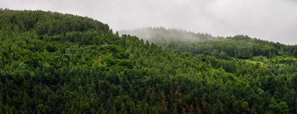 Moieciu de Jos, Brasov, Transilvanya ve Romanya 'daki bir tepe ormanının yaz / bahar panoramik manzarası