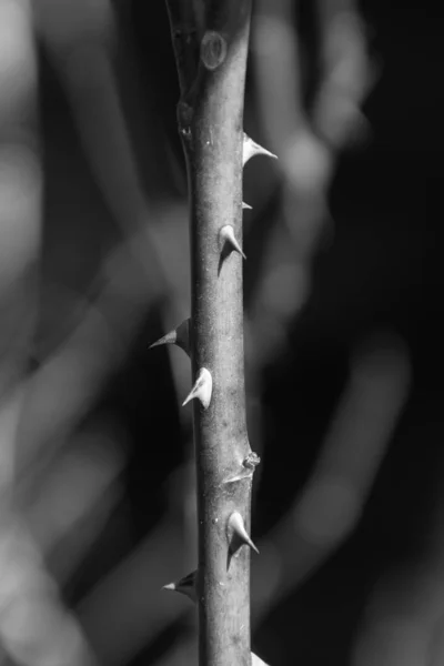 ルーマニアで撮影されたぼやけた背景と黒と白のスパイシーなバラの茎 — ストック写真