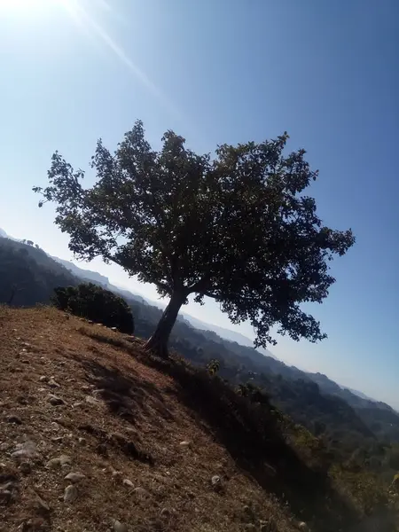 Banyan Copac Frumos Fundal Peisaj Cer Vedere Natura — Fotografie, imagine de stoc