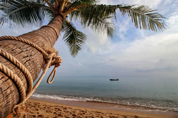 Sahildeki palmiyeler herhangi bir sahil resmi için mükemmeldir. Bu istisna değil. Maenam plajı Koh Samui 'deki sakin plajlardan biridir. Tayland 'da bir hamakta uzanmak için mükemmel bir yer..