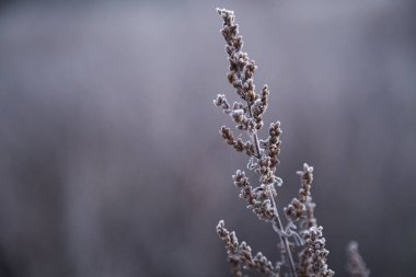 Soğuk bir kış sabahında beyaz buzlu bitkiler