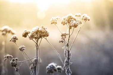 Soğuk bir kış sabahında beyaz buzlu bitkiler