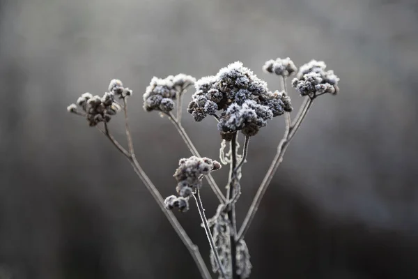 寒い冬の朝に白い霜のある植物 — ストック写真