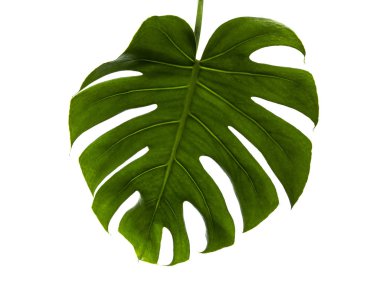 Monstera Leaf beyaz arkaplanda izole edildi, üst görünüm