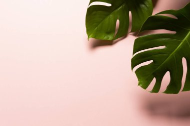 Pembe arka planda izole edilmiş iki Monstera Leafs.