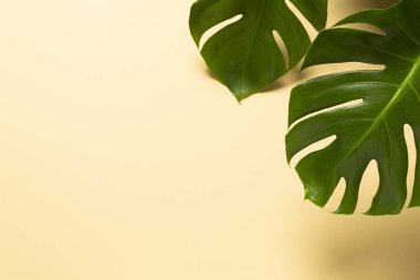 Bej arka planda izole edilmiş iki Monstera Leafs, üst manzara