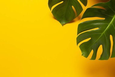 İki Monstera Leafs turuncu / sarı arka planda izole edilmiş.