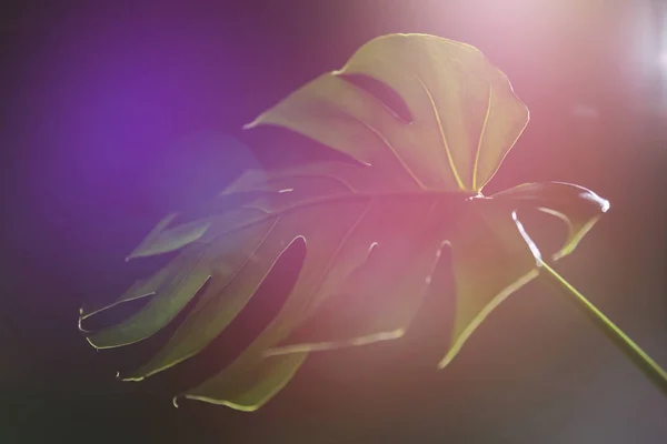 Monstera Leaf isolated on dark background, illuminated with colored lights / lens flares